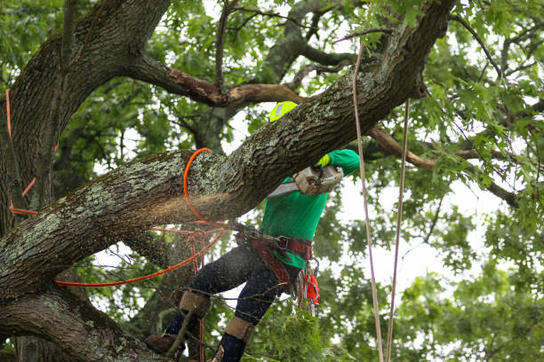 Best Storm Damage Tree Cleanup  in Priest River, ID