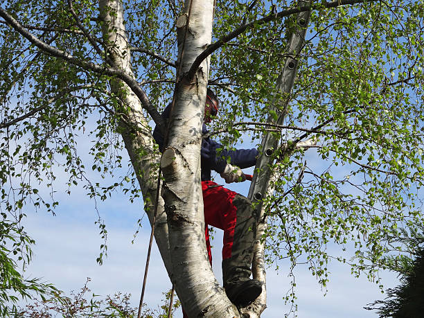 Best Utility Line Clearance  in Priest River, ID